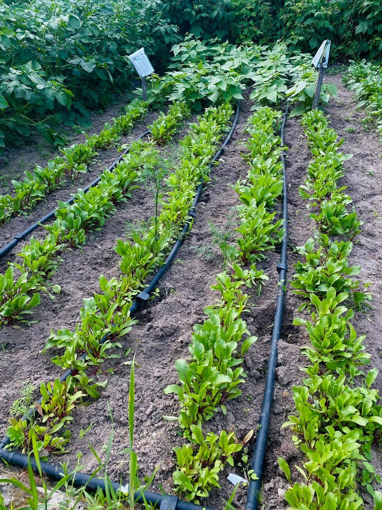 a619e422ec621a80bfc3cb66e23f5551