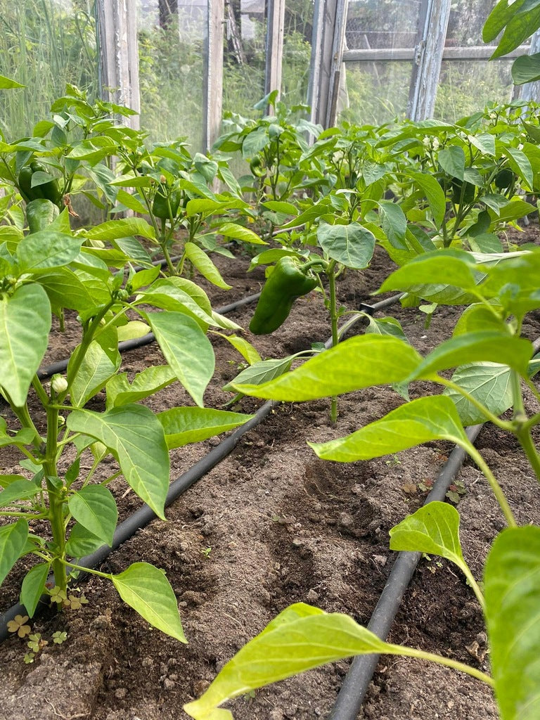 8e9f99d38138fe2b6466b30f6178702f