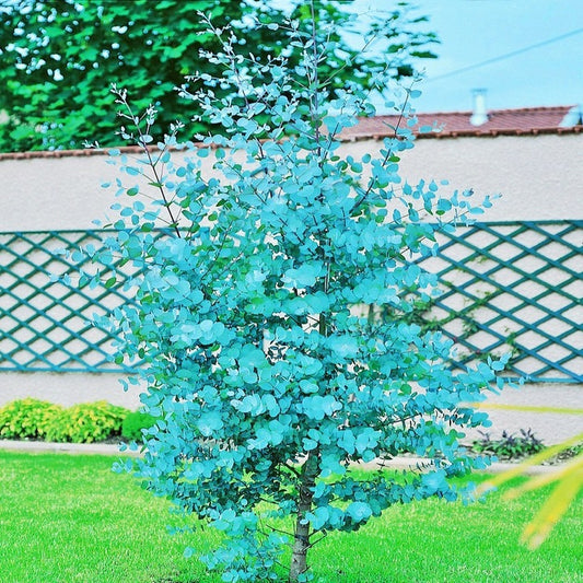 47a02ae75a868d5403355cd185c306d4